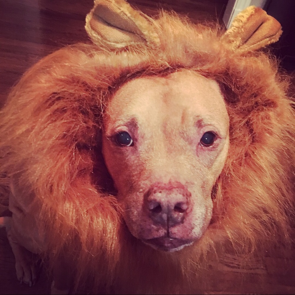 Meet your Posher, Amy